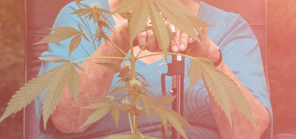 Grannys New Green Hobby! Senior Cannabis Use Skyrockets 40%!