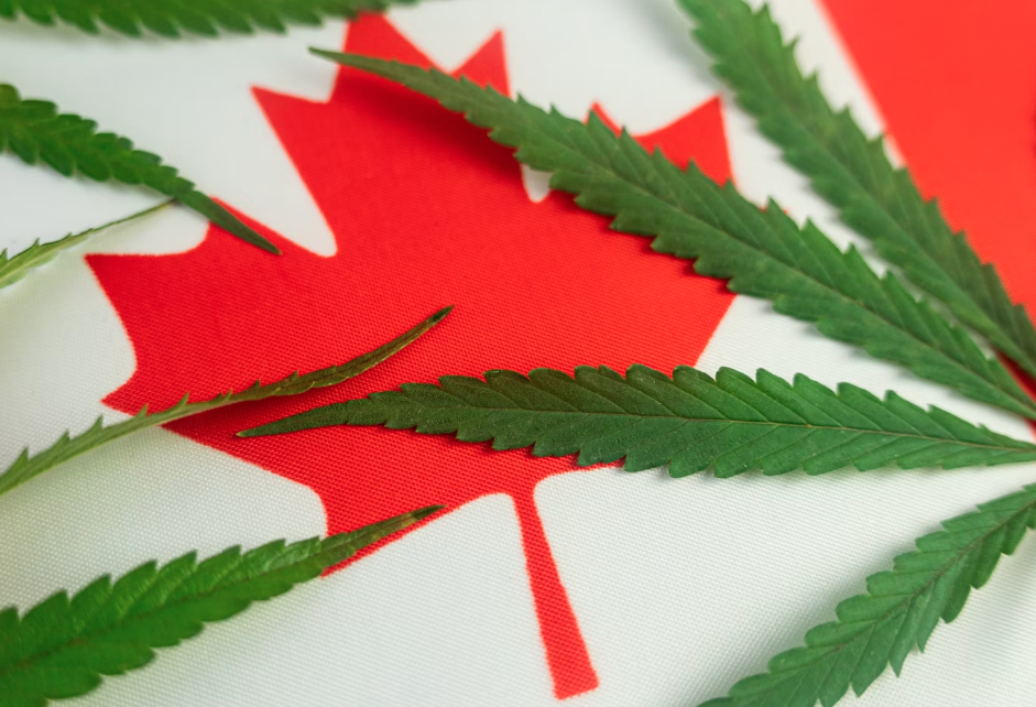 What Canada’s Legal Cannabis Market Can Teach U.S. Producers and Policy Makers