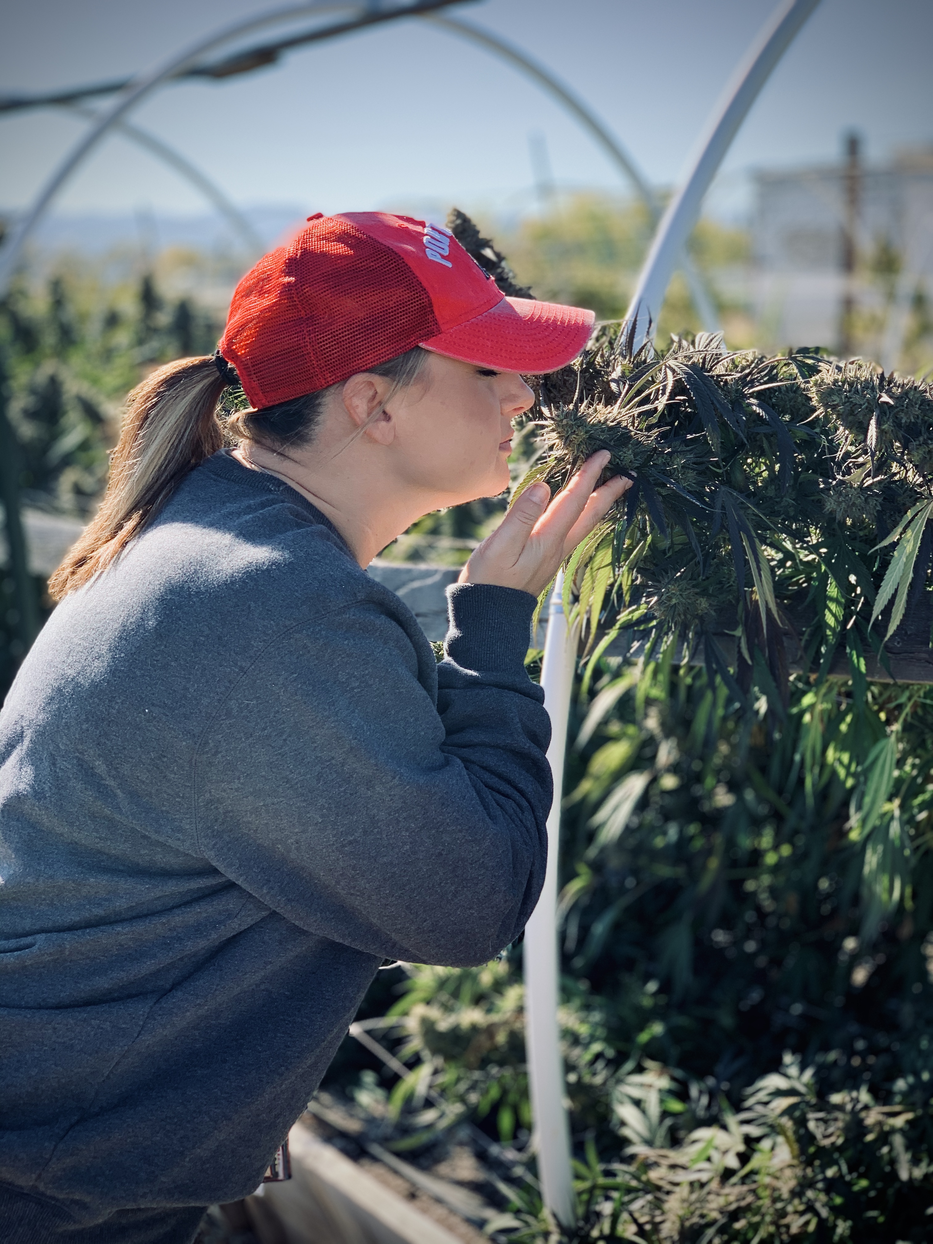 New Research Reveals Four Distinct Cannabis Aroma Profiles: The Inside Scoop